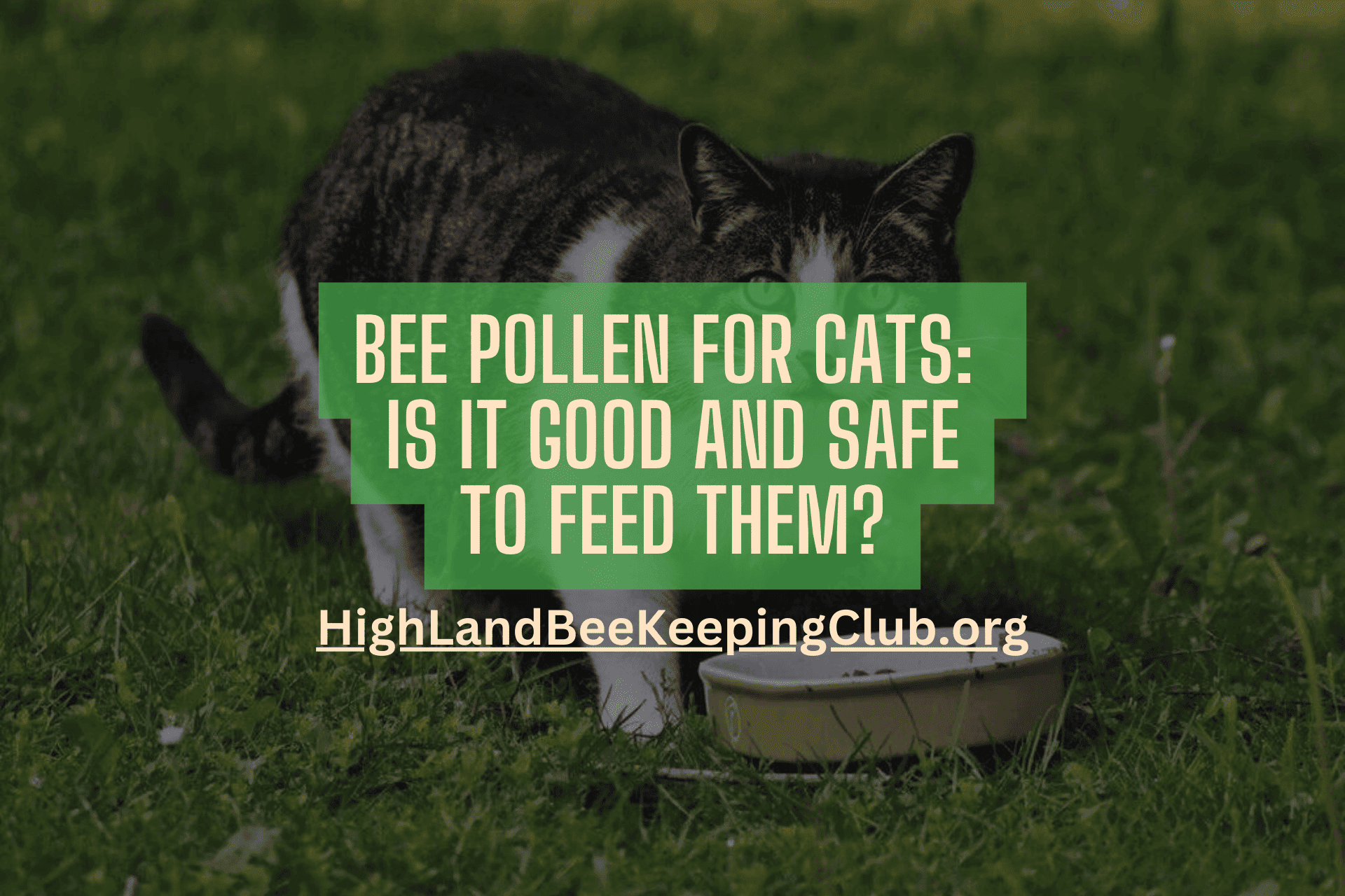 Bee Pollen For Cats Is It Good And Safe To Feed Them?